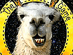 Serge the llama