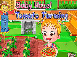Bebe hazel culture des tomates